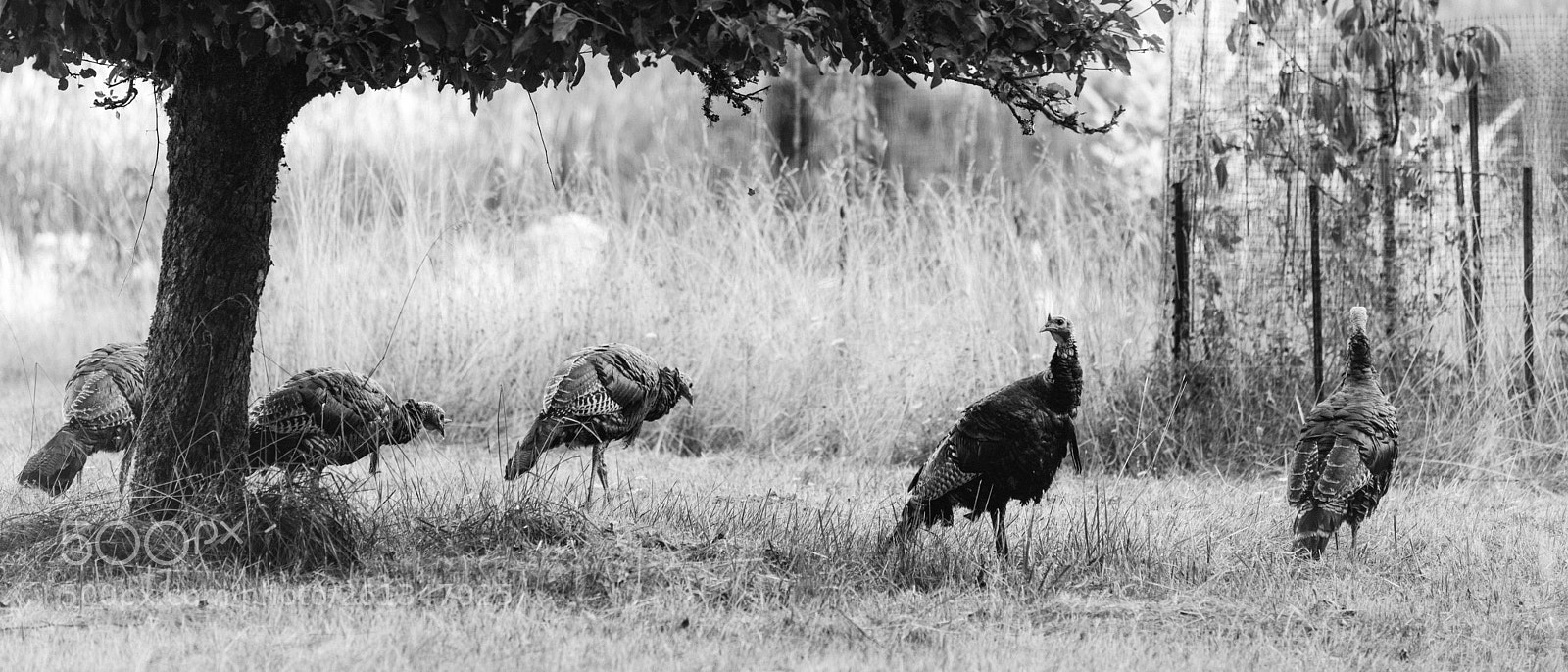 Nikon D800 sample photo. Gobble photography