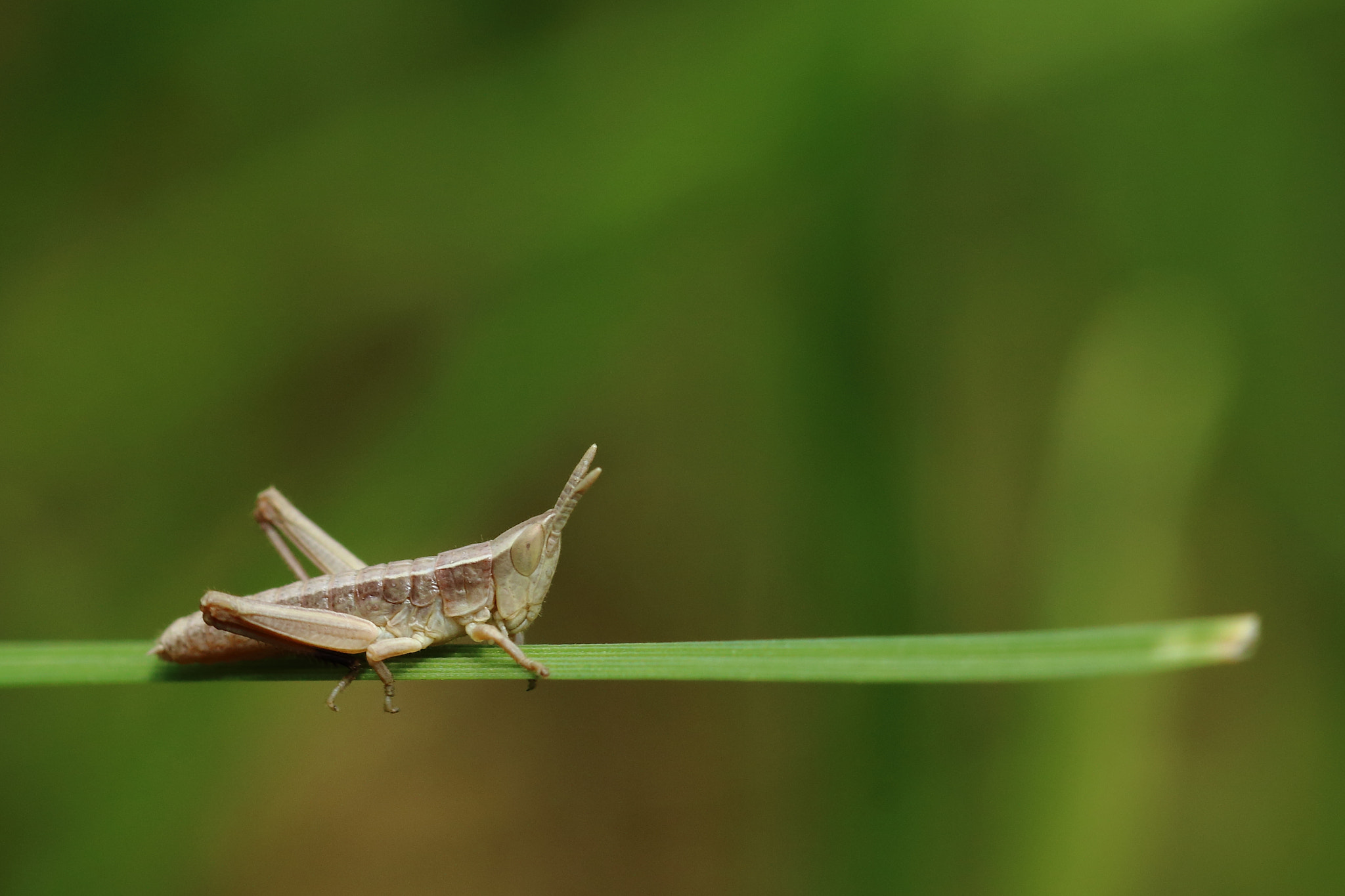Canon EOS 70D + Canon EF 100mm F2.8L Macro IS USM sample photo. On a blade of grass... photography