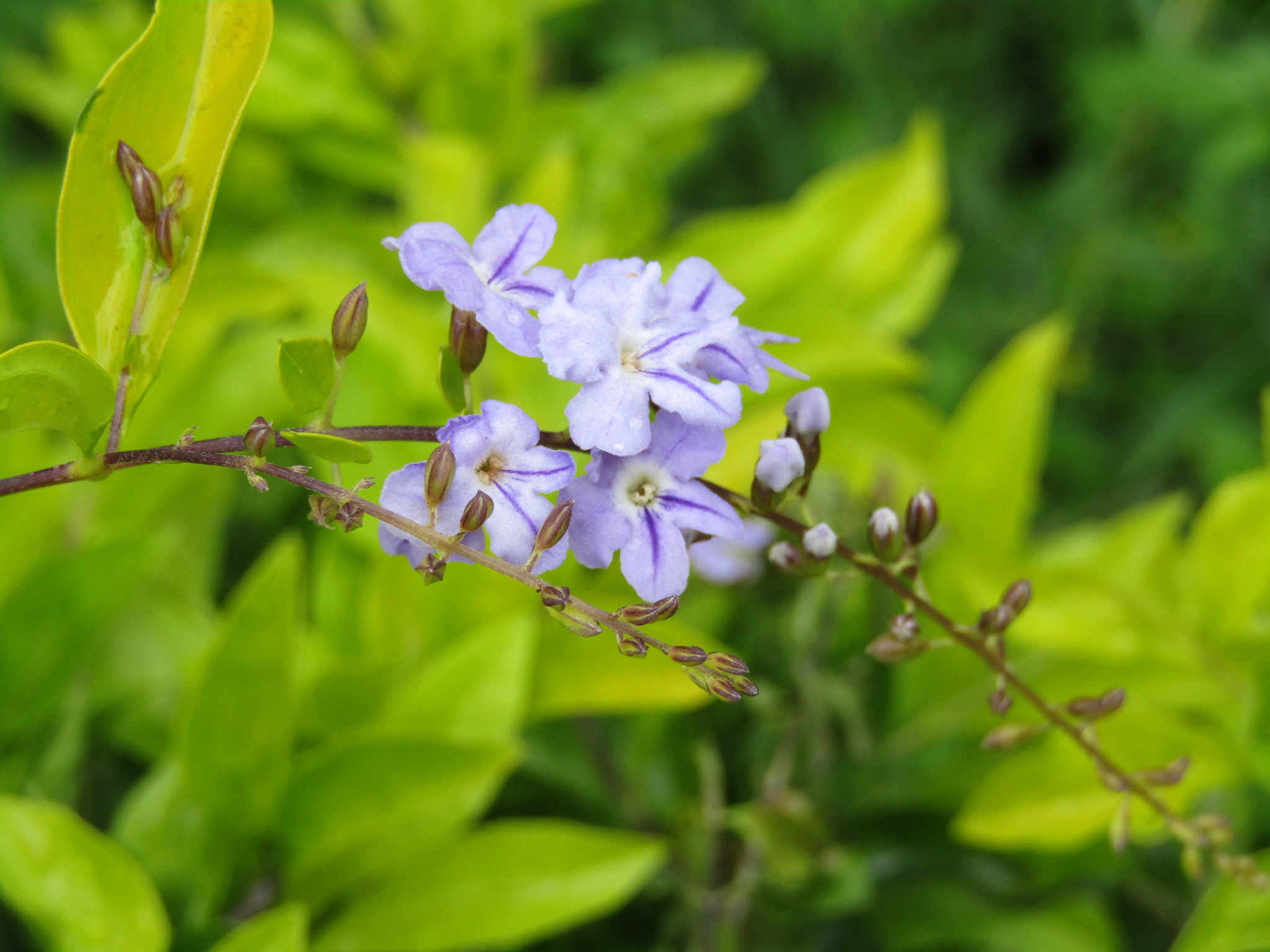 Canon POWERSHOT SX430 IS sample photo. Purple flowers photography
