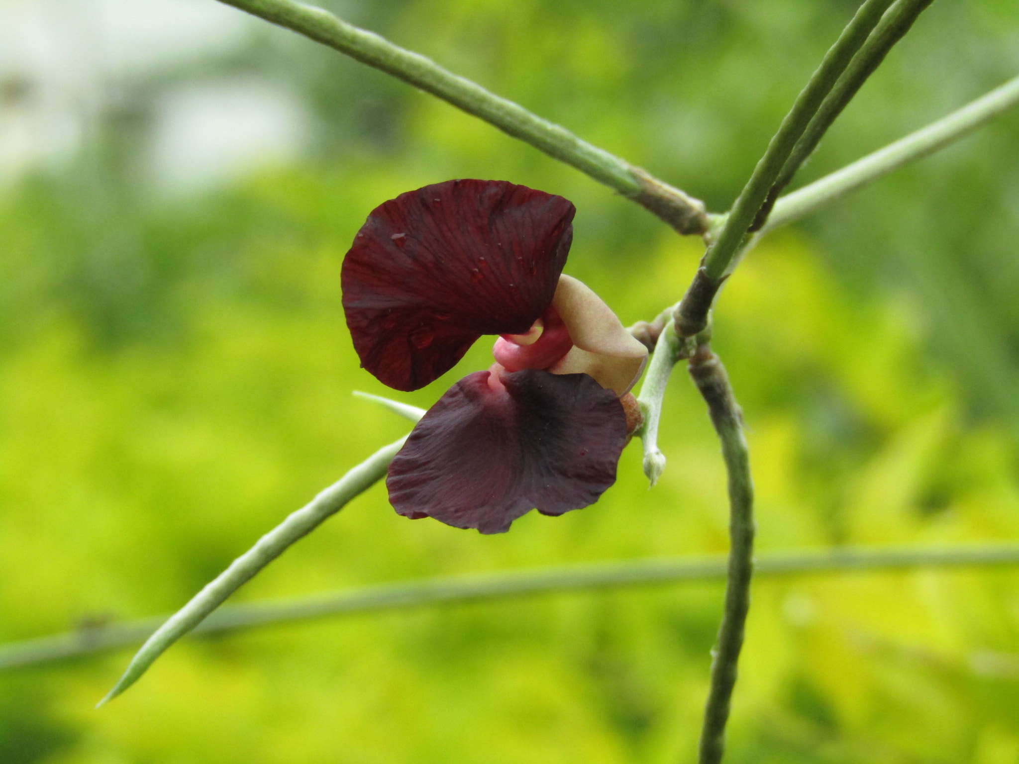 Canon POWERSHOT SX430 IS sample photo. Dark brown flowers photography