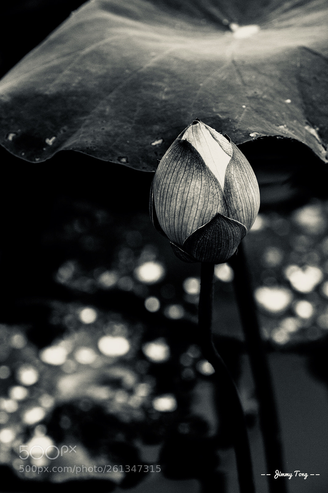Fujifilm X-T1 sample photo. Lotus in raining days  photography