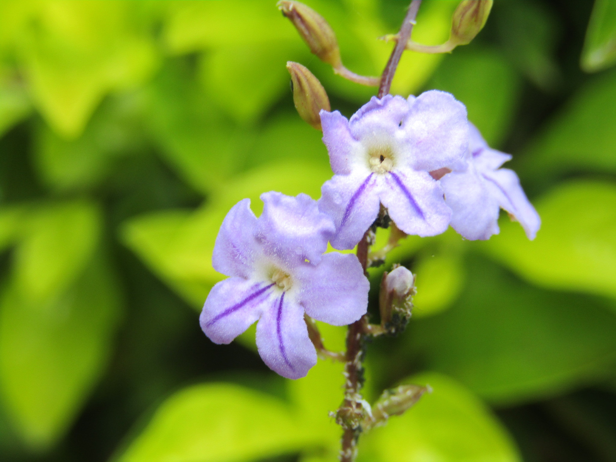 Canon POWERSHOT SX430 IS sample photo. Small flowers photography