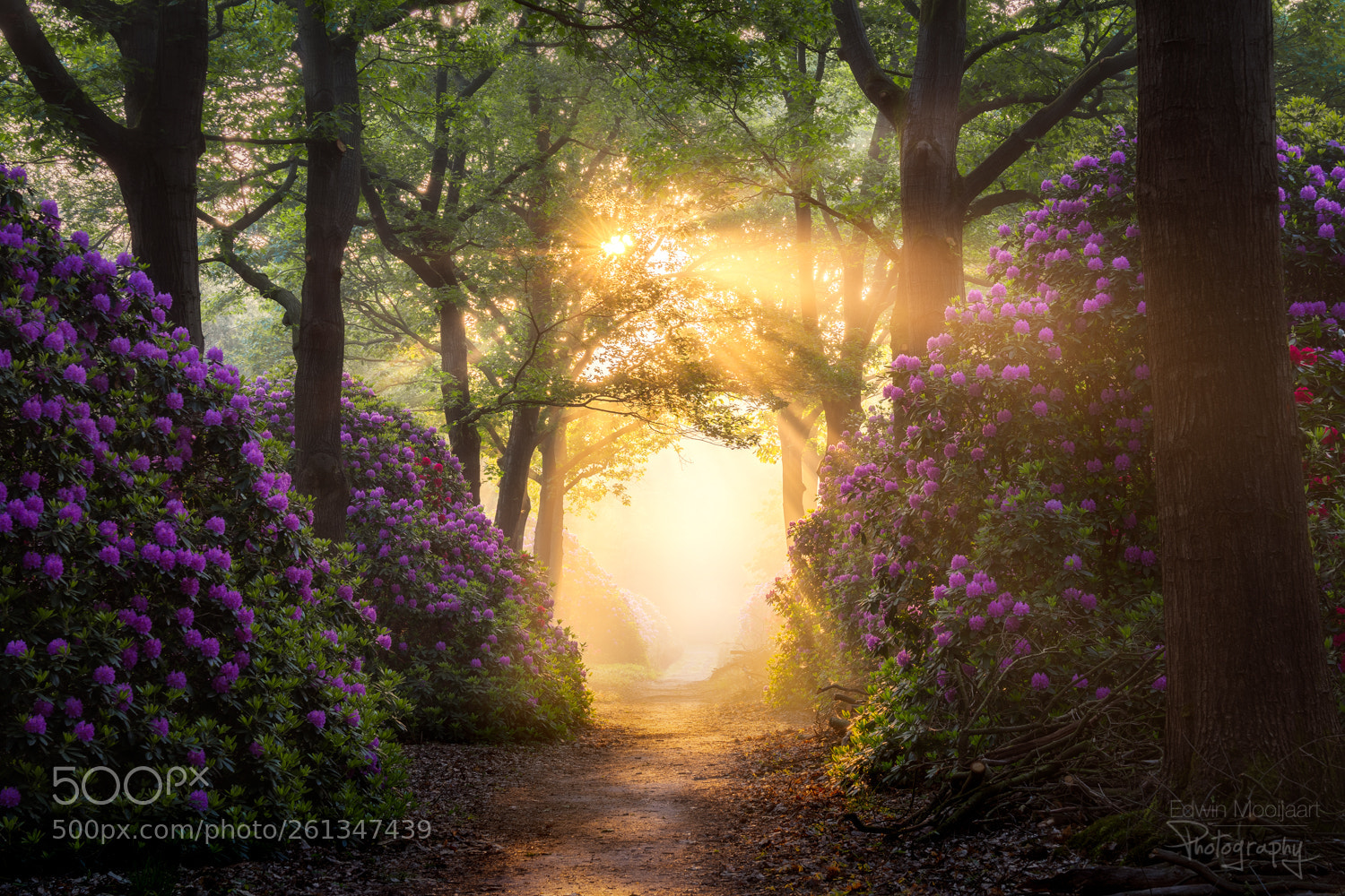 Sony a7 II sample photo. Road to heaven photography