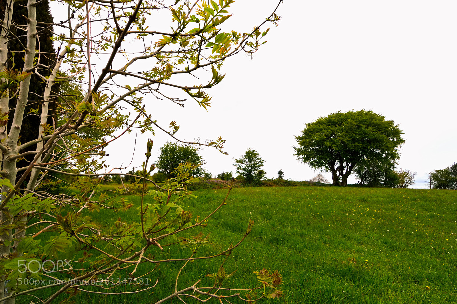 Nikon D3200 sample photo. Hilltop meadow photography