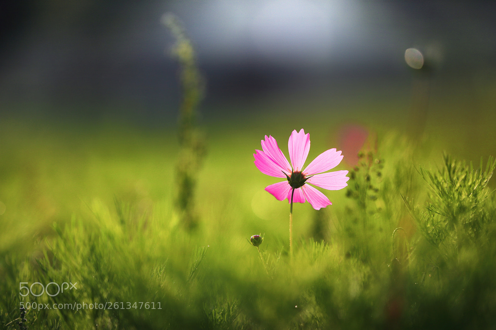 Canon EOS 6D Mark II sample photo. Magenta spot photography