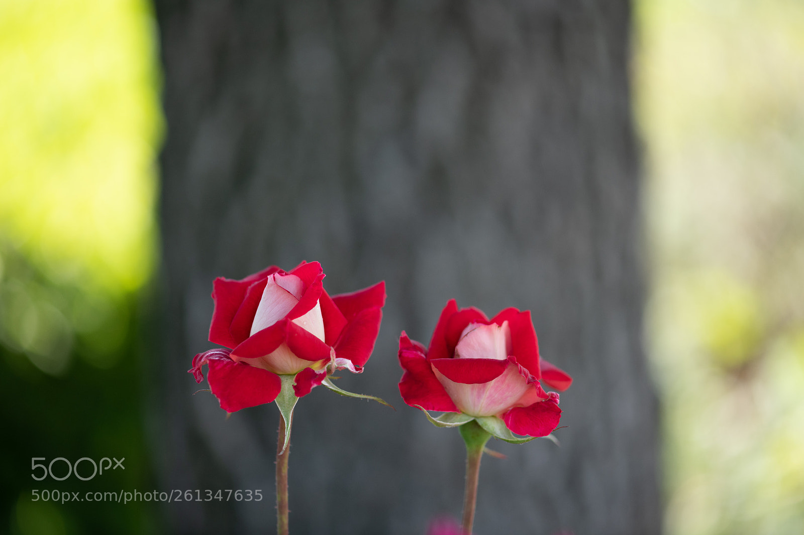 Nikon D850 sample photo. Two roses photography