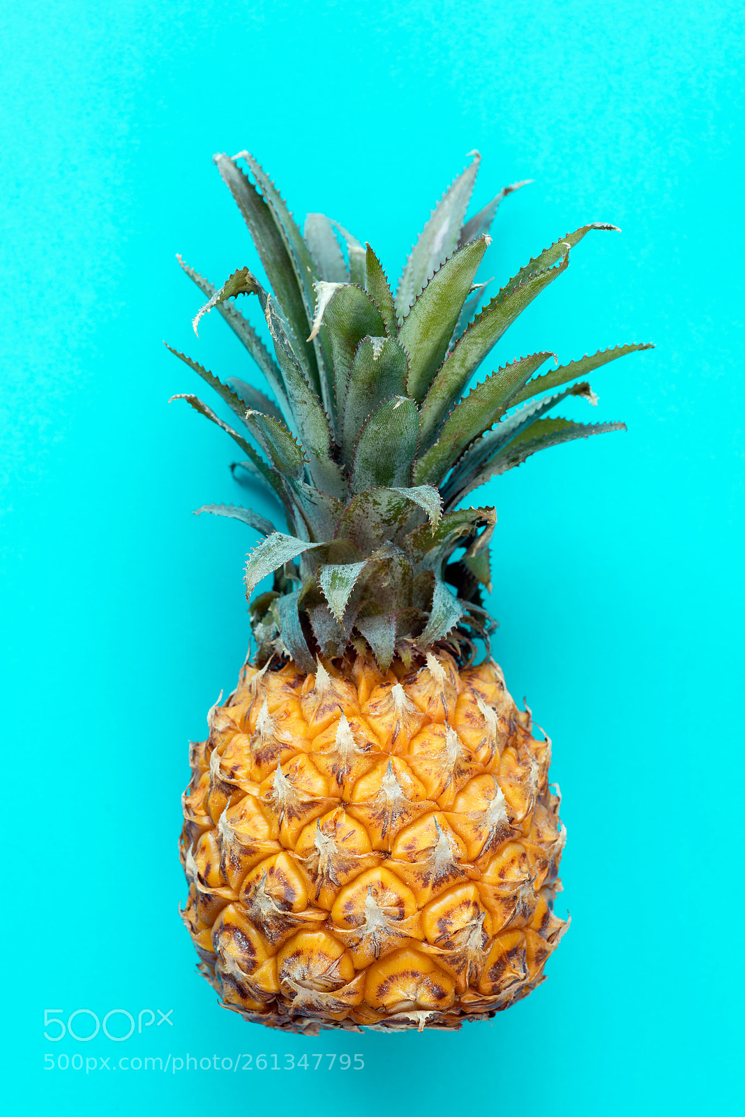 Nikon D810 sample photo. Pineapple on turquoise background photography