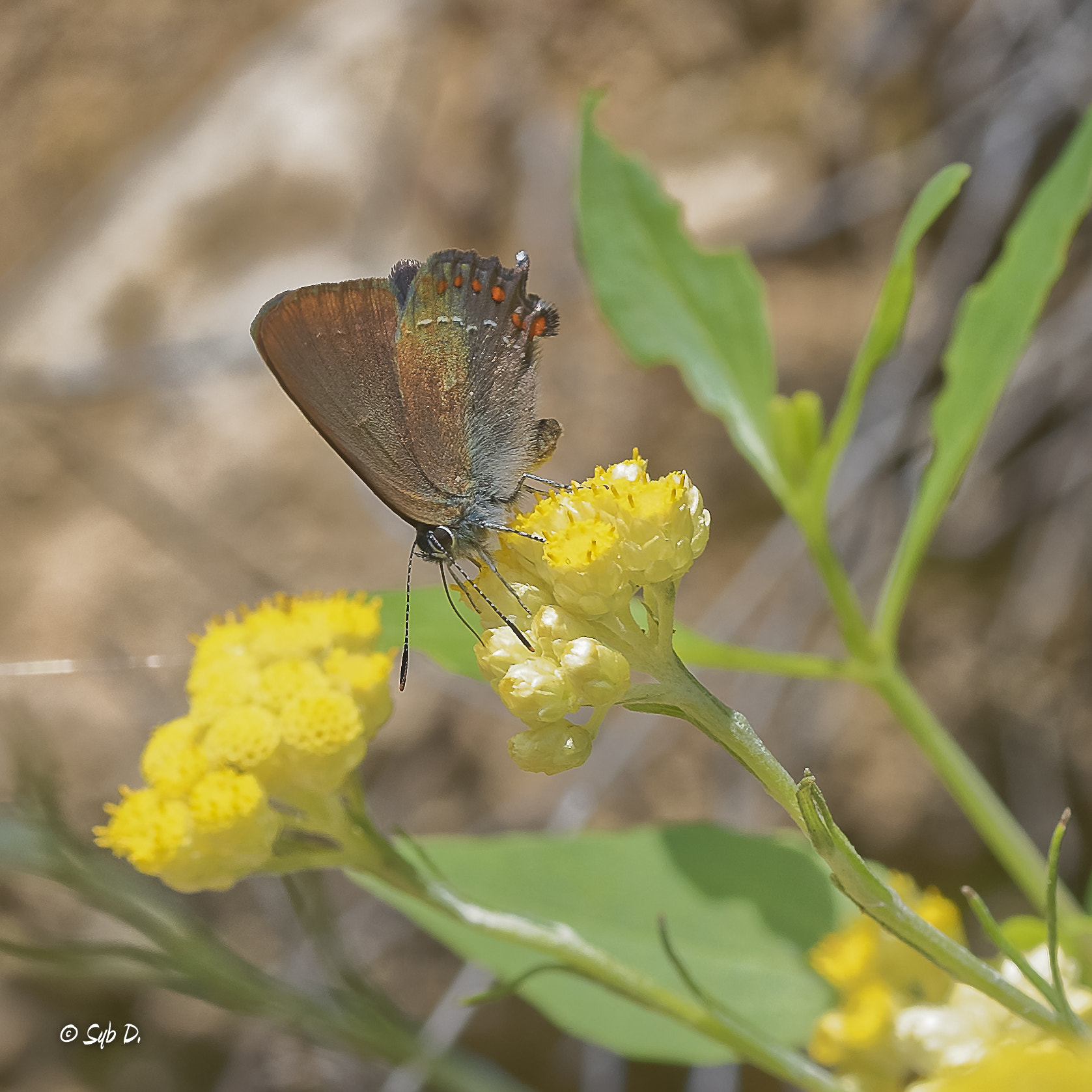 Nikon D750 sample photo. La thécla du kermès photography