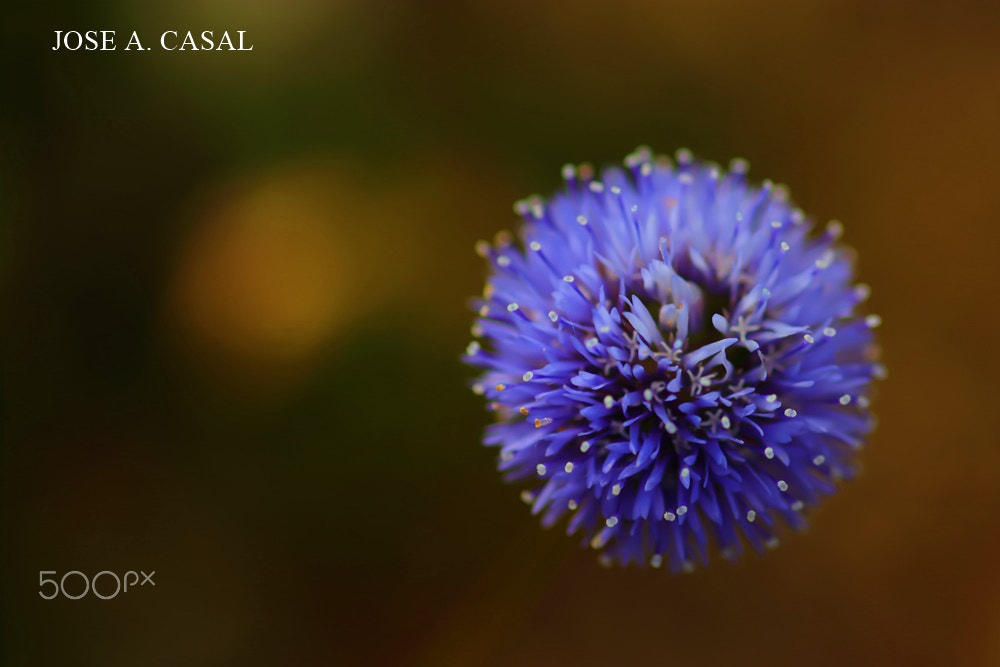 Canon EOS 80D + Sigma 105mm F2.8 EX DG Macro sample photo. Botón azul . photography