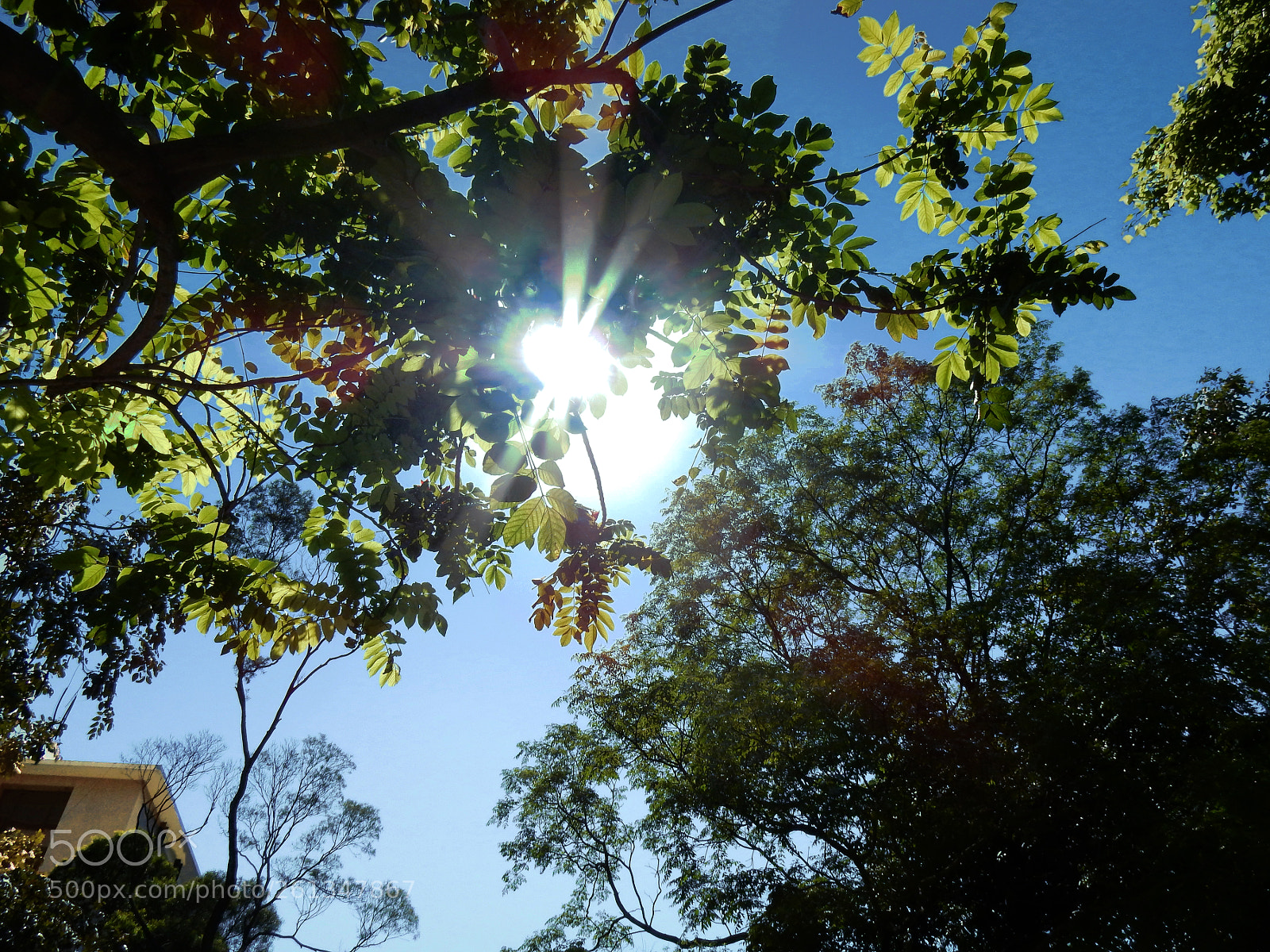 Nikon Coolpix S9900 sample photo. Sun shine and tree photography