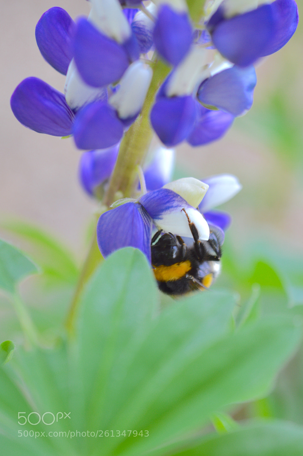 Nikon D3200 sample photo. Bee photography