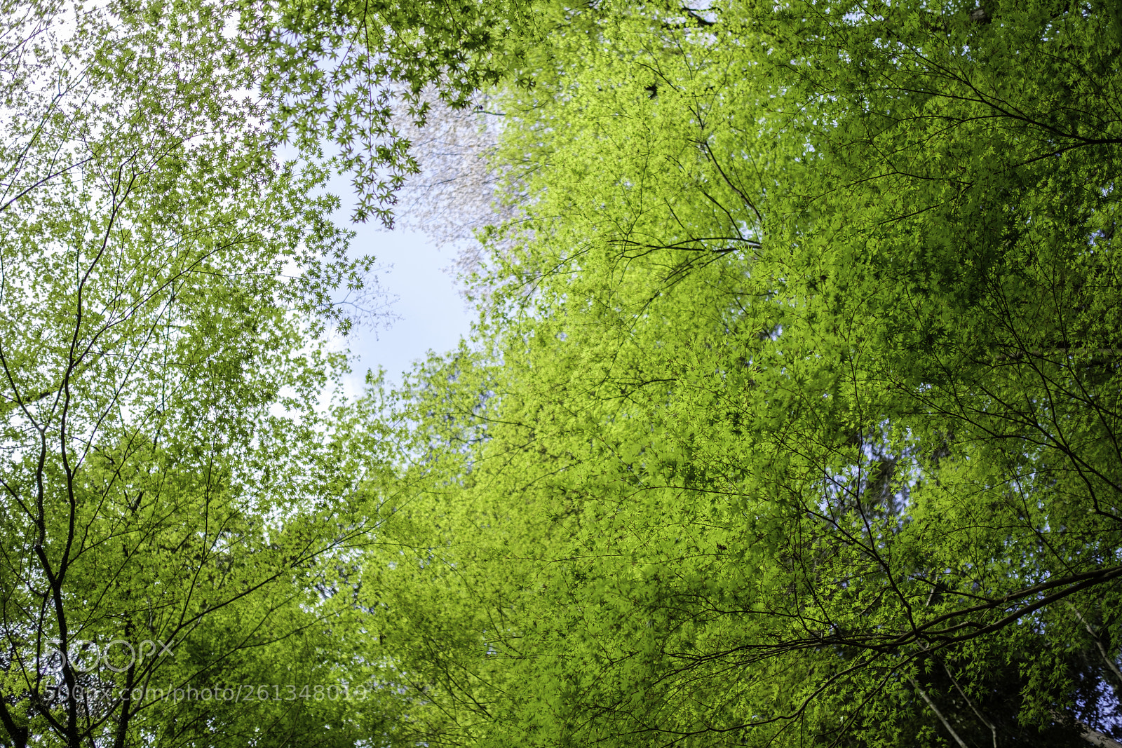 Fujifilm X-T2 sample photo. Japan-春楓 photography