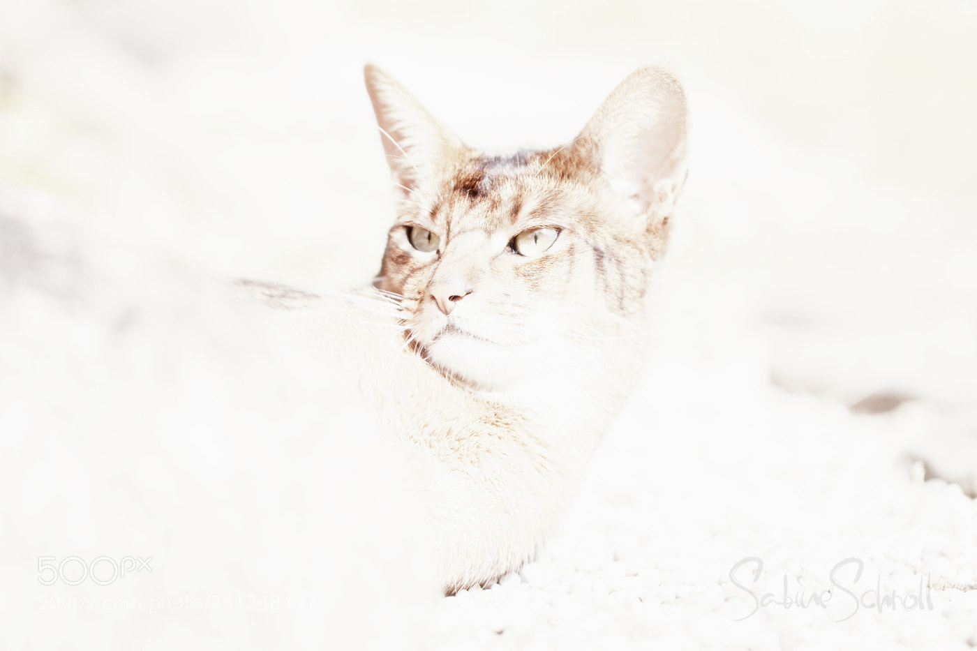 Canon EOS 6D sample photo. Windy whisper enjoys the photography