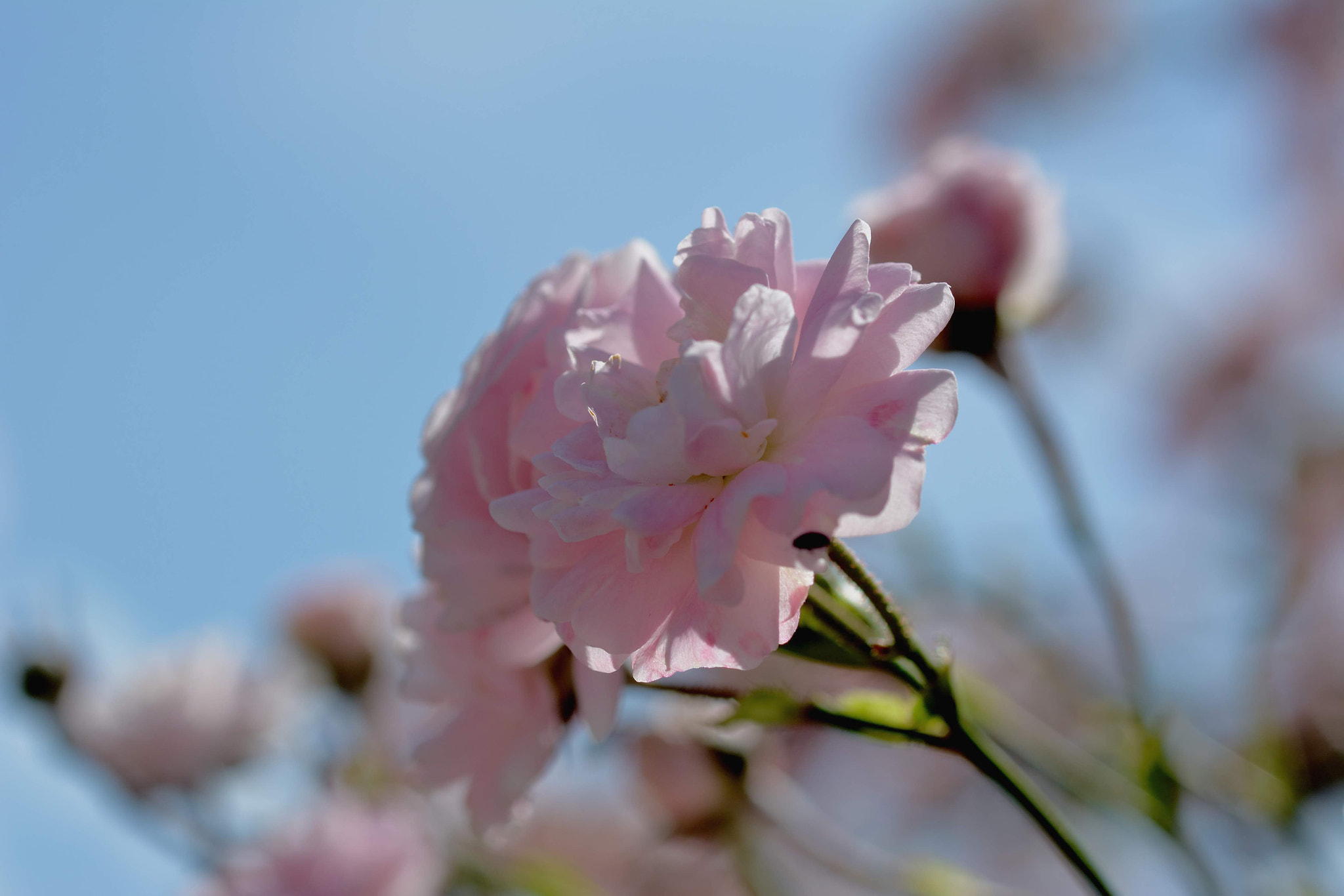 Nikon D7100 + Nikon AF Micro-Nikkor 60mm F2.8D sample photo. Pink rose photography