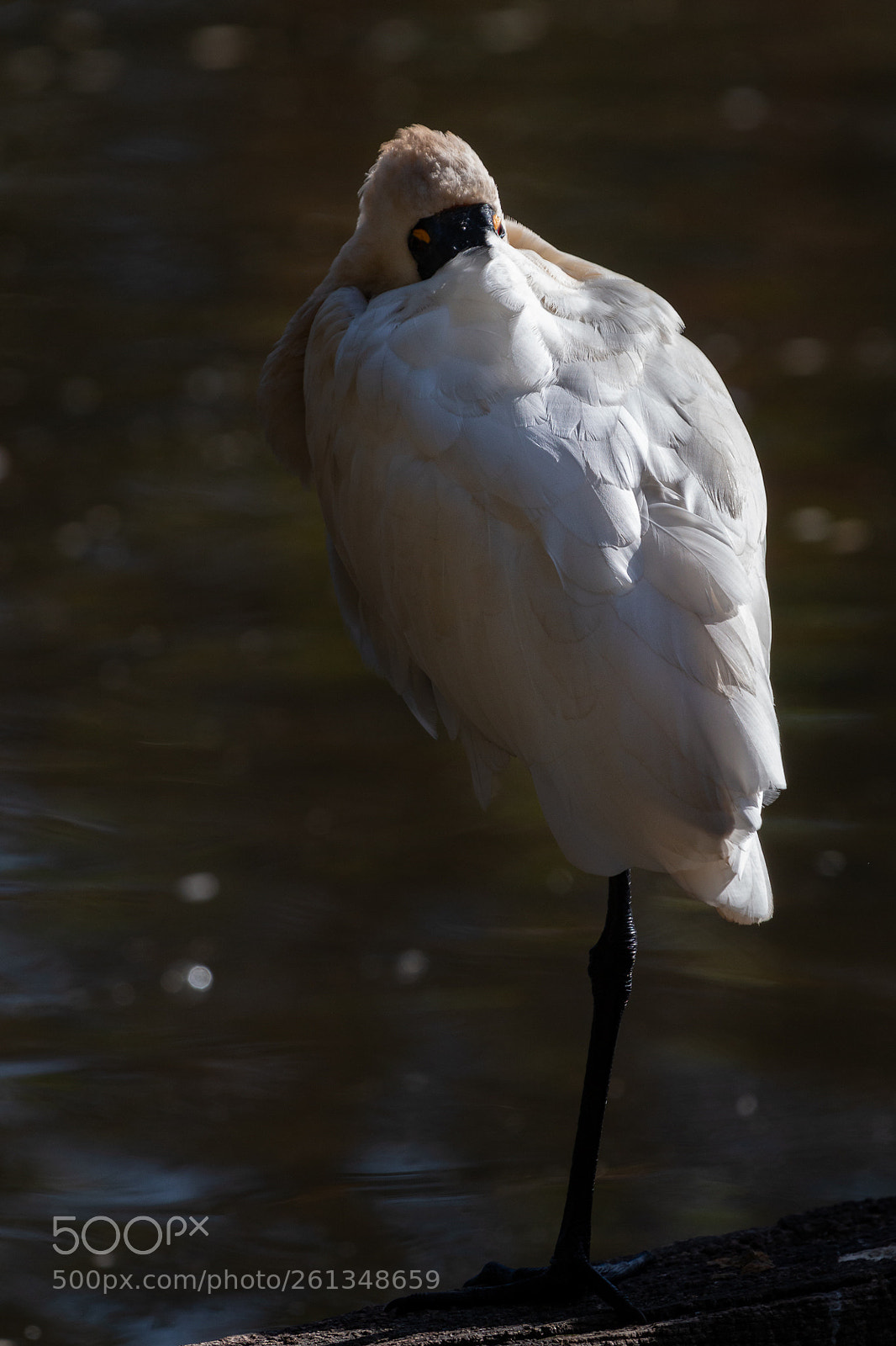 Canon EOS 70D sample photo. Royal spoonbill photography