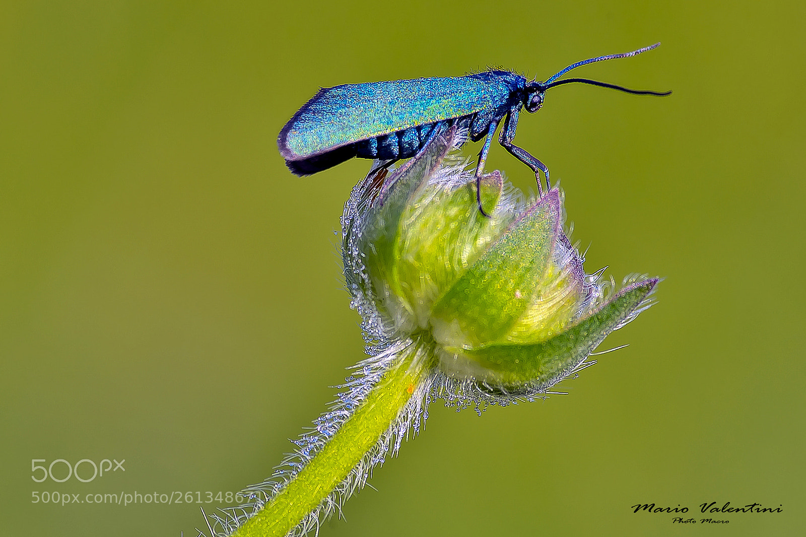 Nikon D750 sample photo. Tortrix veridiana..italy. photography