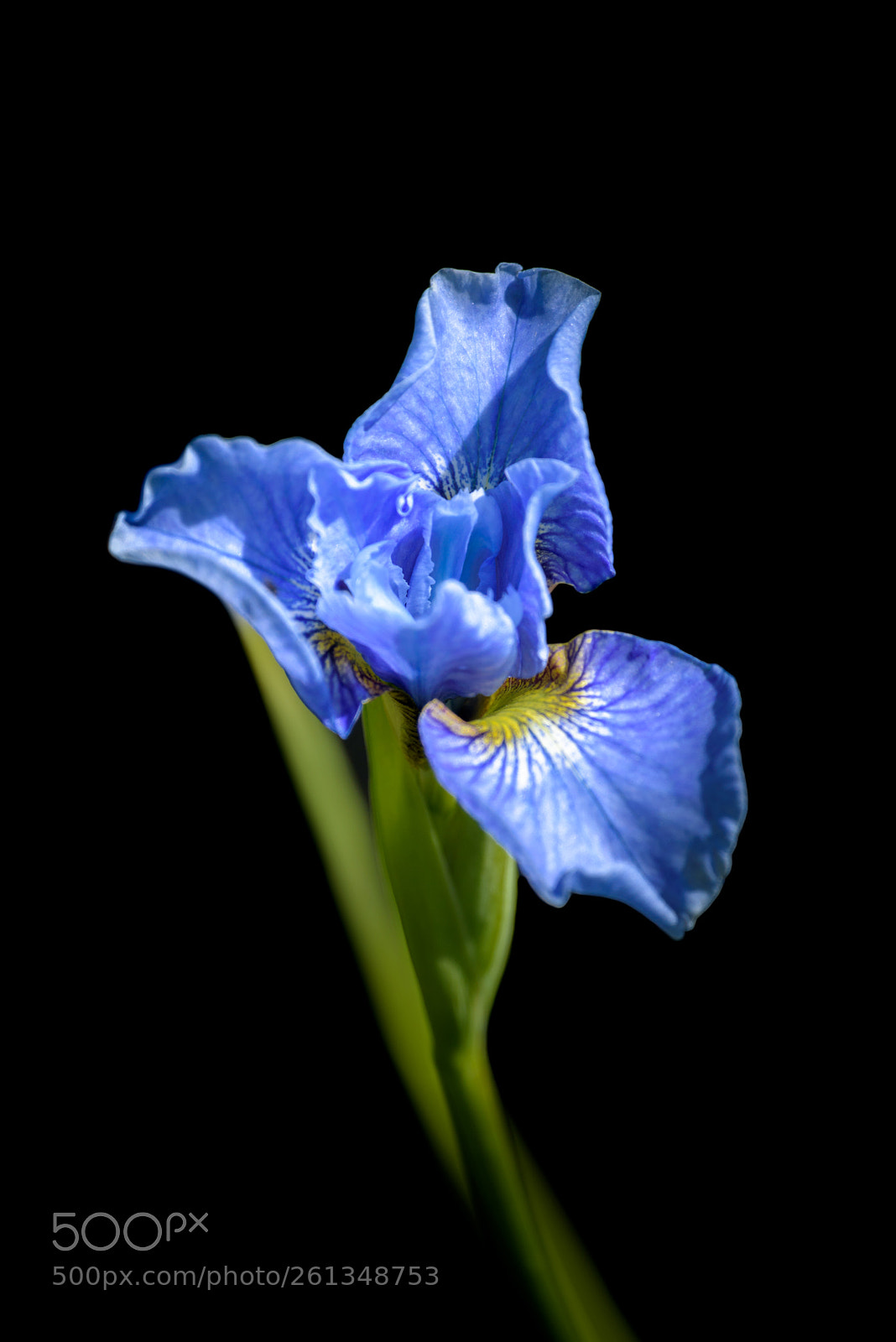 Nikon D750 sample photo. Iris photography