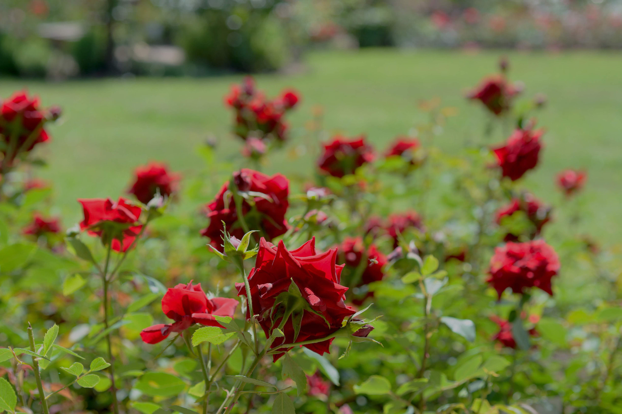 Nikon D7100 sample photo. Rose garden photography