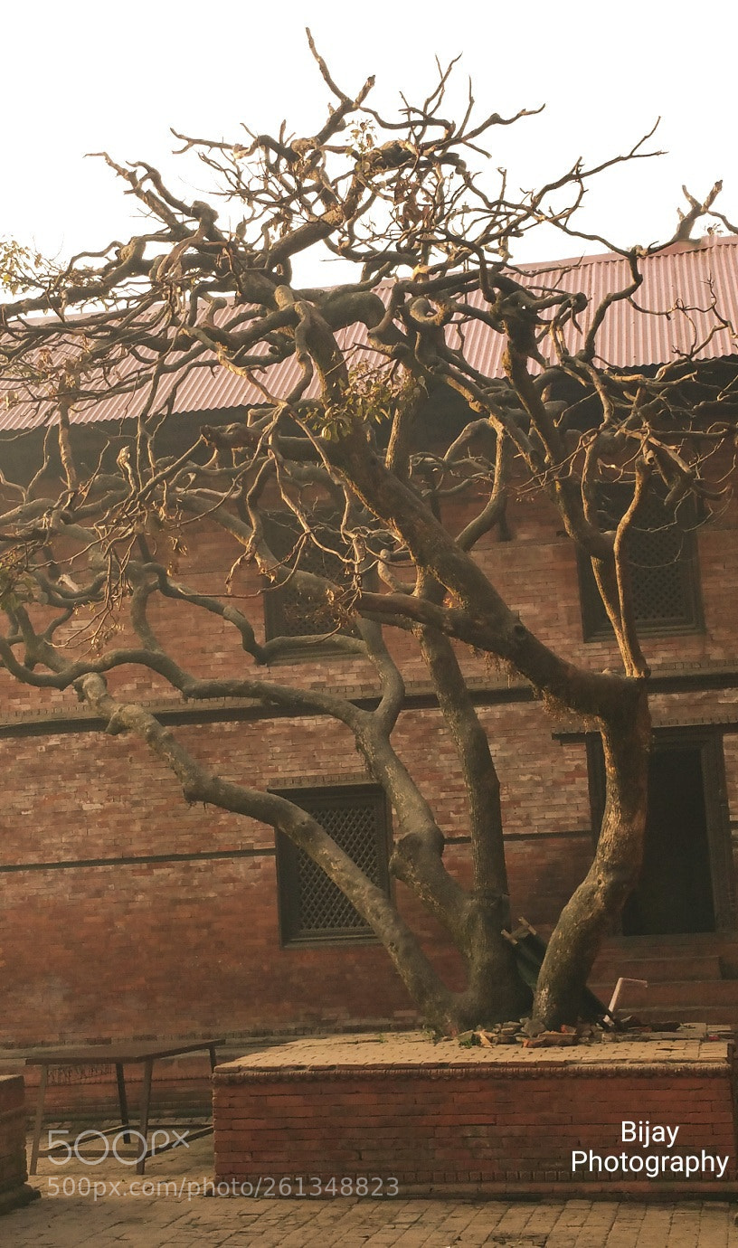 Samsung Galaxy Note4 sample photo. The bare tree photography