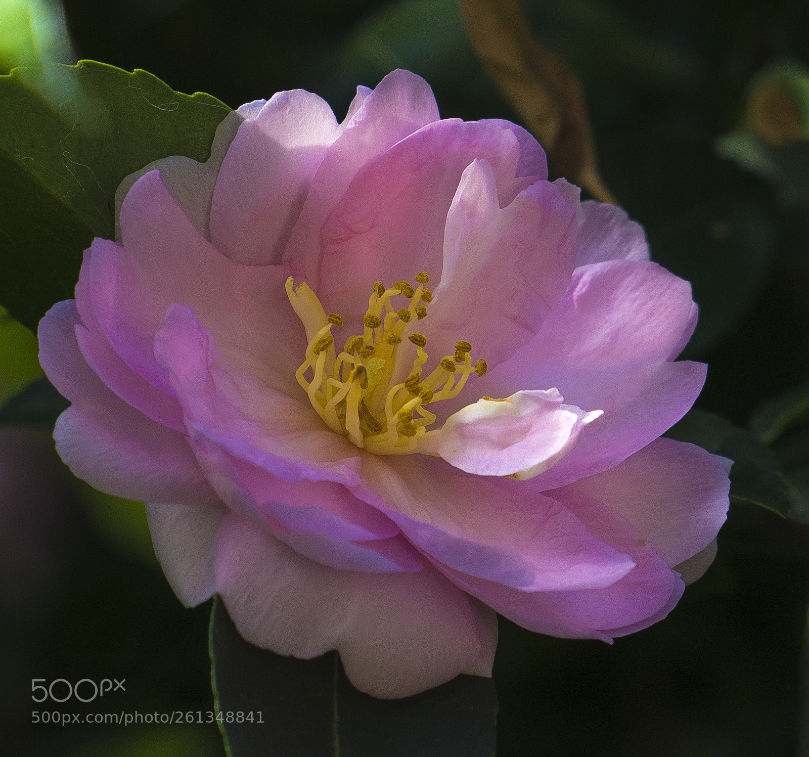 Sony a7R III sample photo. Garden delight photography