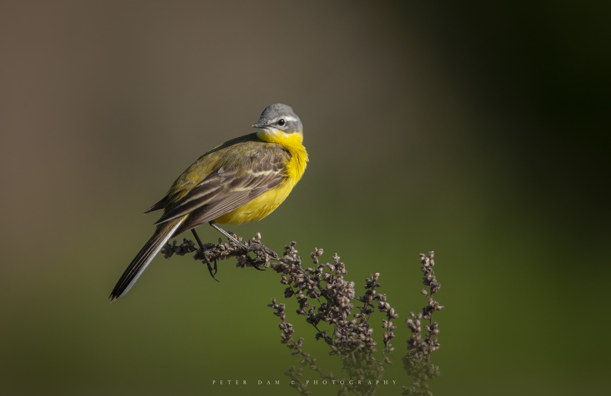 Canon EOS-1D Mark III sample photo. Yellow wagtail  photography