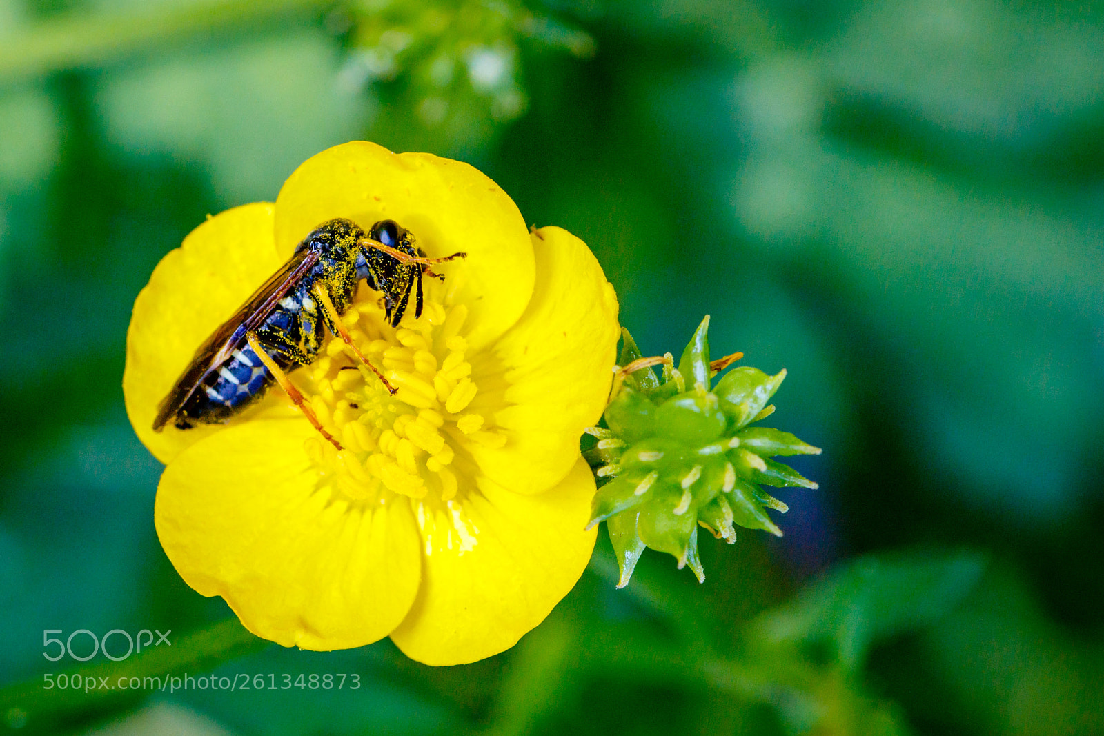 Canon EOS 70D sample photo. Wespe auf einer butterblume photography