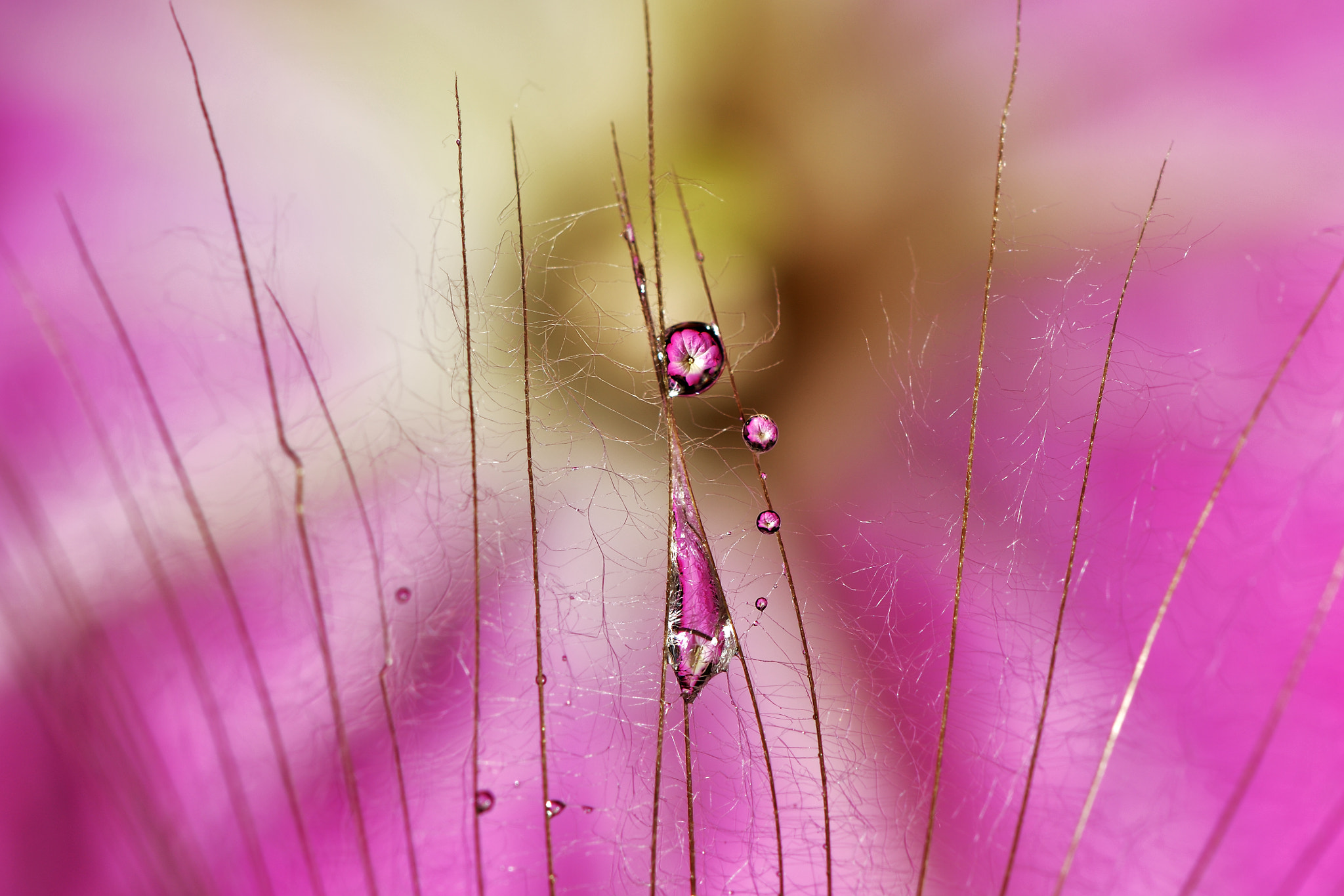 Nikon AF-S Micro-Nikkor 105mm F2.8G IF-ED VR sample photo. Dandelion hair and cobweb tears for a petunia photography