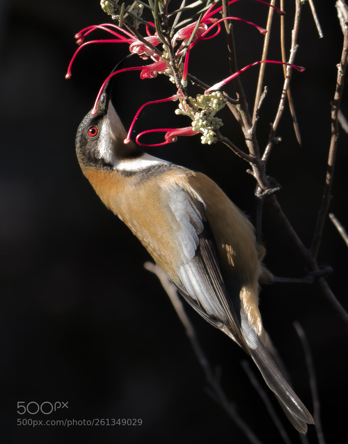 Sony a7R III sample photo. Honeyeator photography