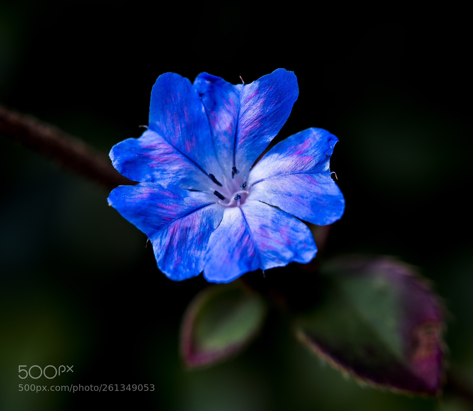 Sony a7R III sample photo. Little blue flower photography