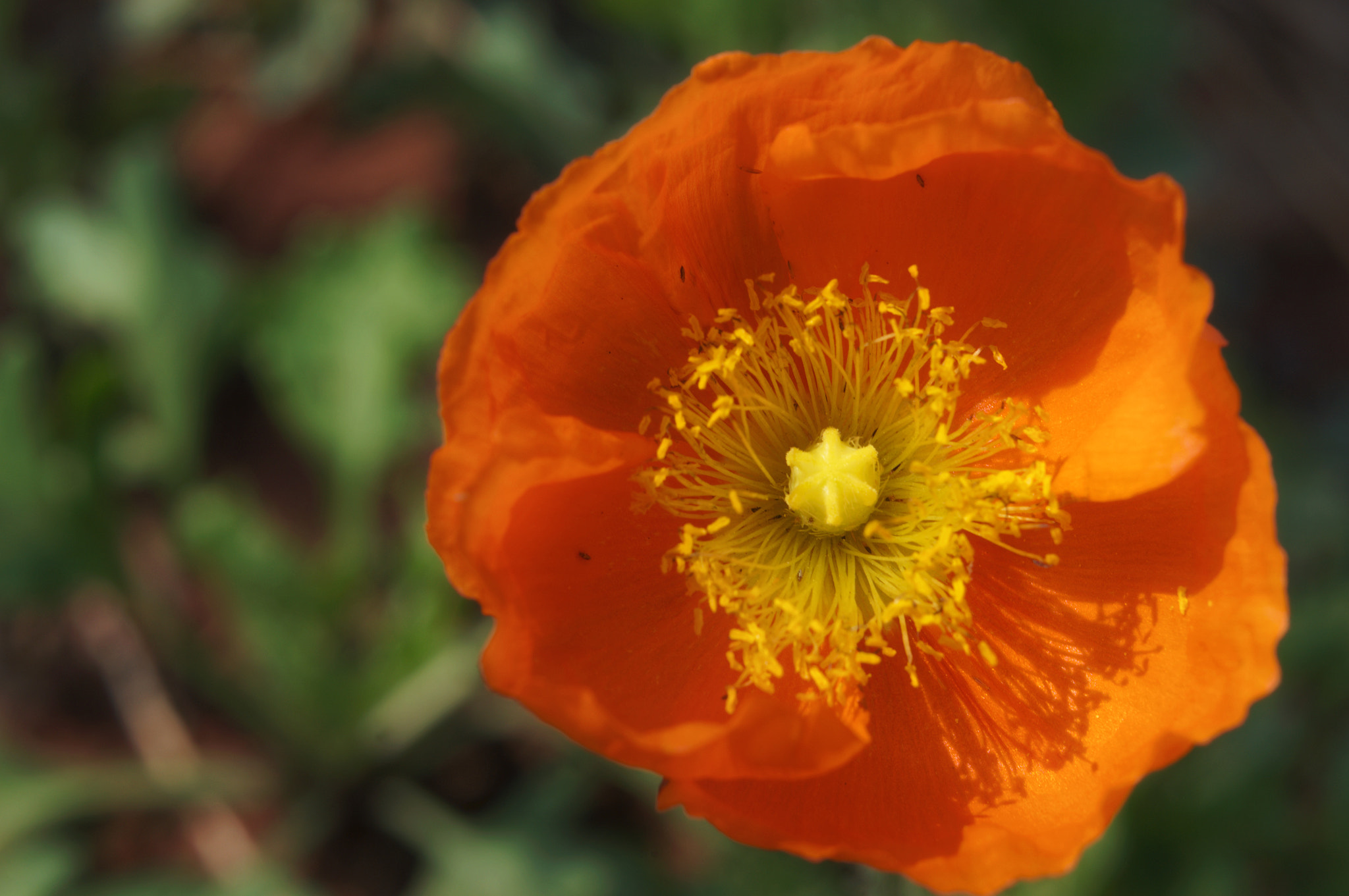 Sony Alpha NEX-5N sample photo. 花语 photography