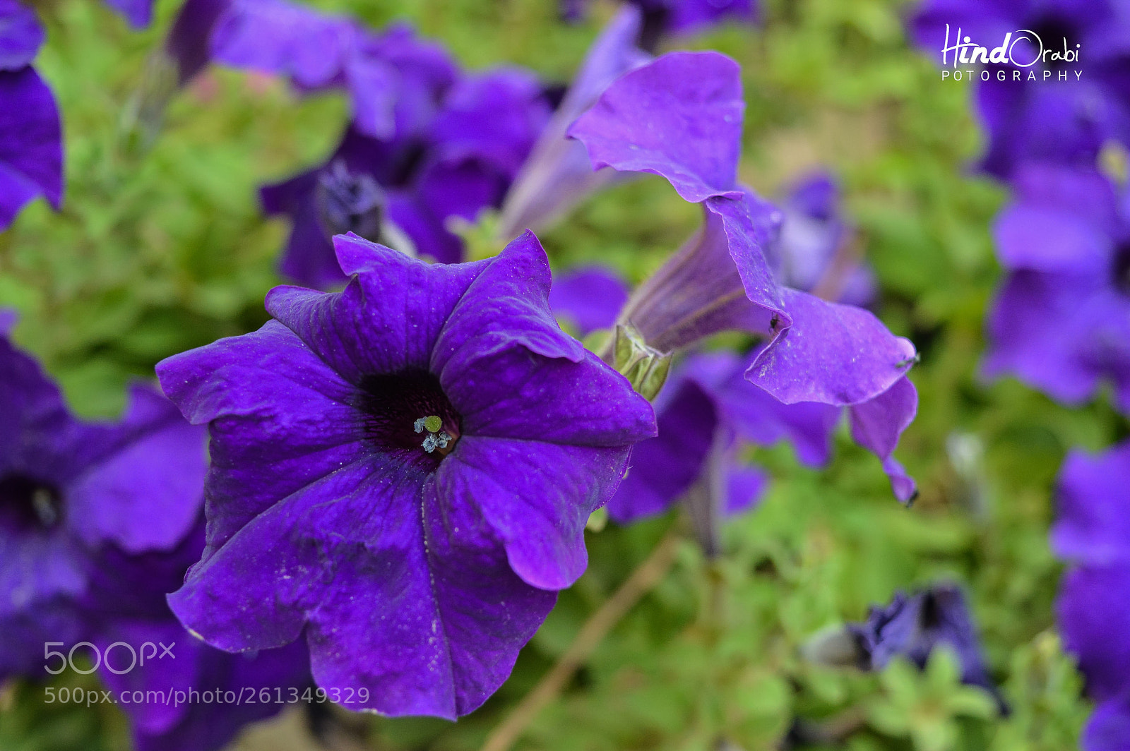 Nikon D3200 sample photo. Purple photography