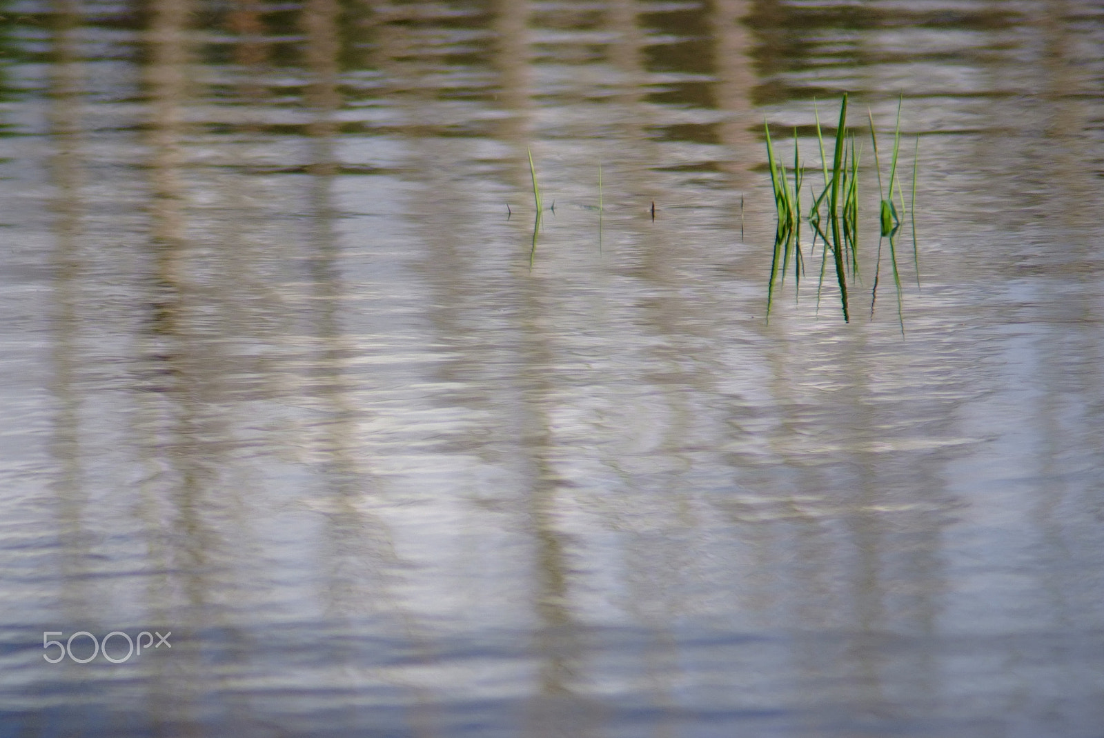 Fujifilm FinePix S5 Pro sample photo. Waves and leaves photography