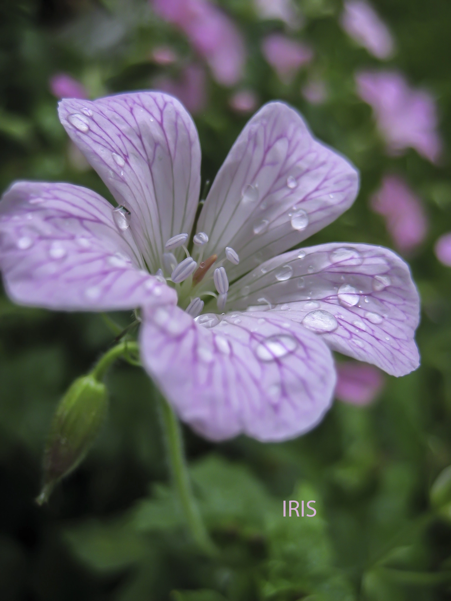 Canon DIGITAL IXUS 70 sample photo. Geranium photography