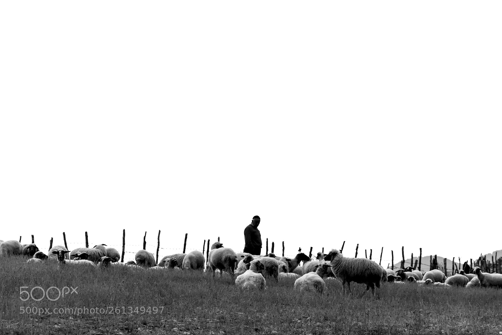 Nikon D7200 sample photo. Sheeps photography