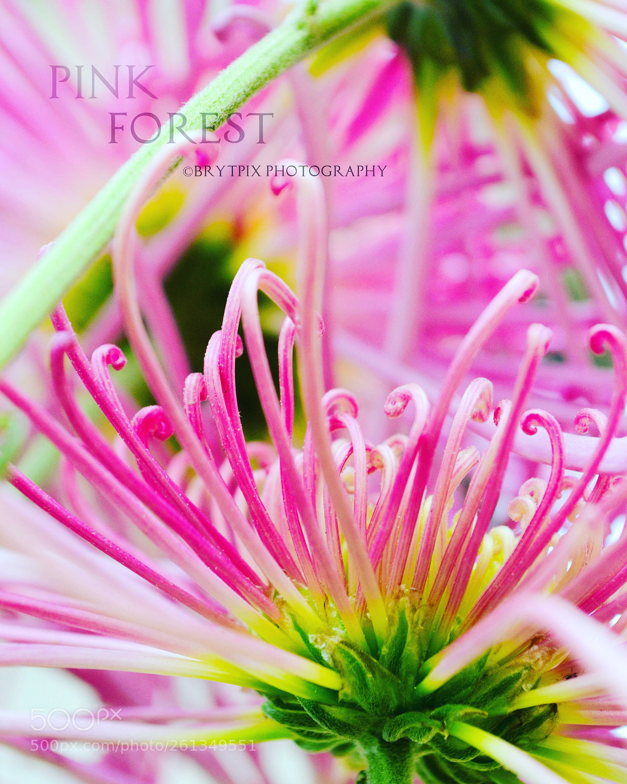 Nikon D3100 sample photo. Pink forest photography