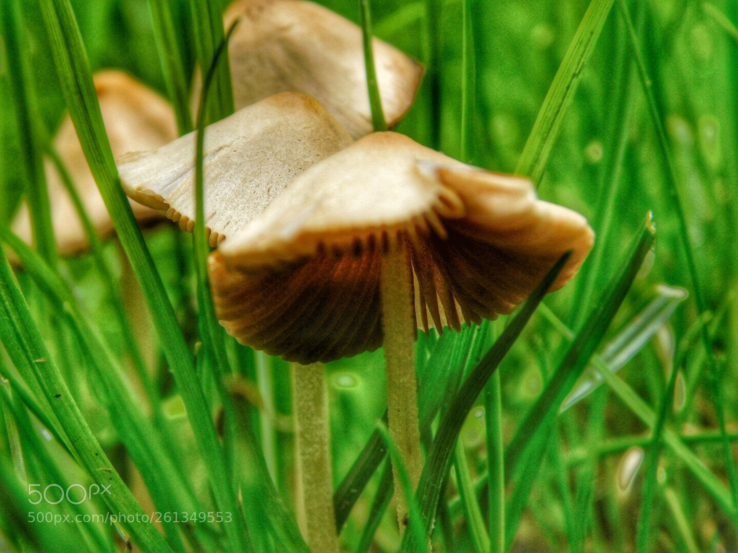 Nikon Coolpix B500 sample photo. Line of mushrooms photography