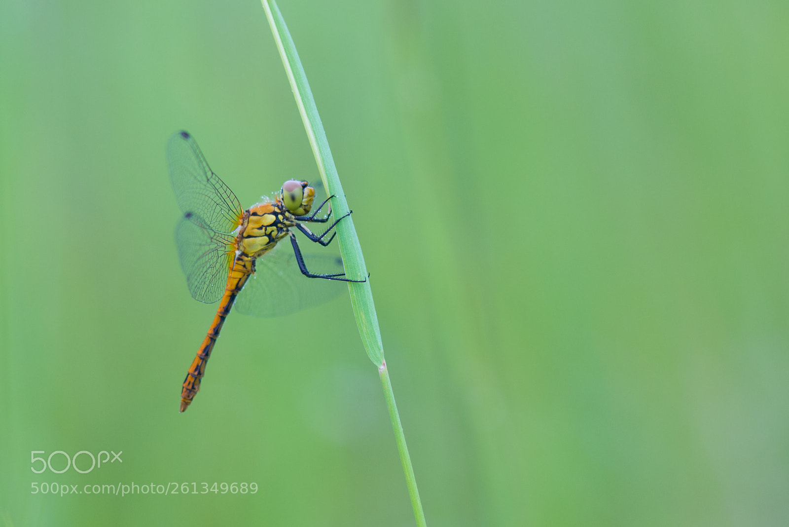 Nikon D800 sample photo. Elle chavirait les coeurs photography