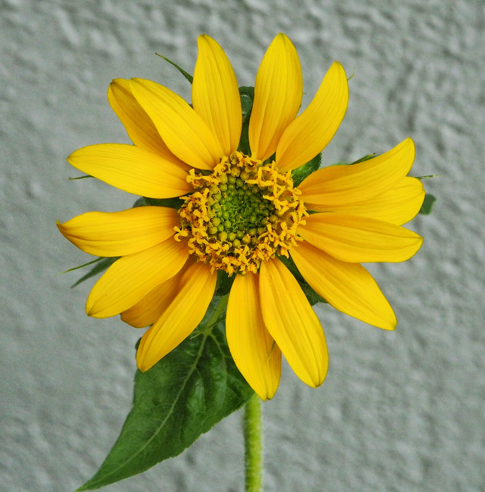 Olympus PEN E-PL7 sample photo. Yellow. photography