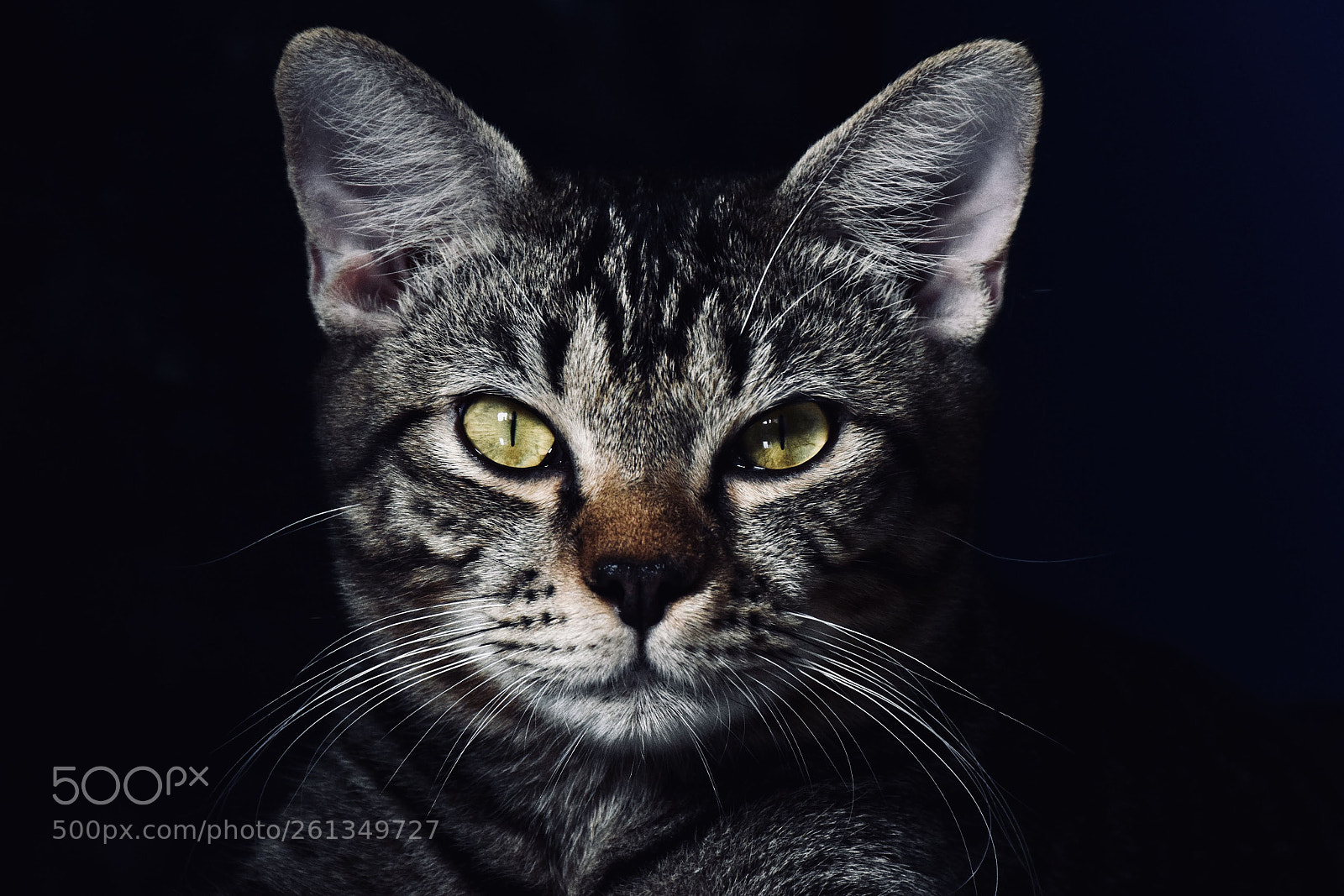 Nikon D5300 sample photo. Iodine's portrait photography