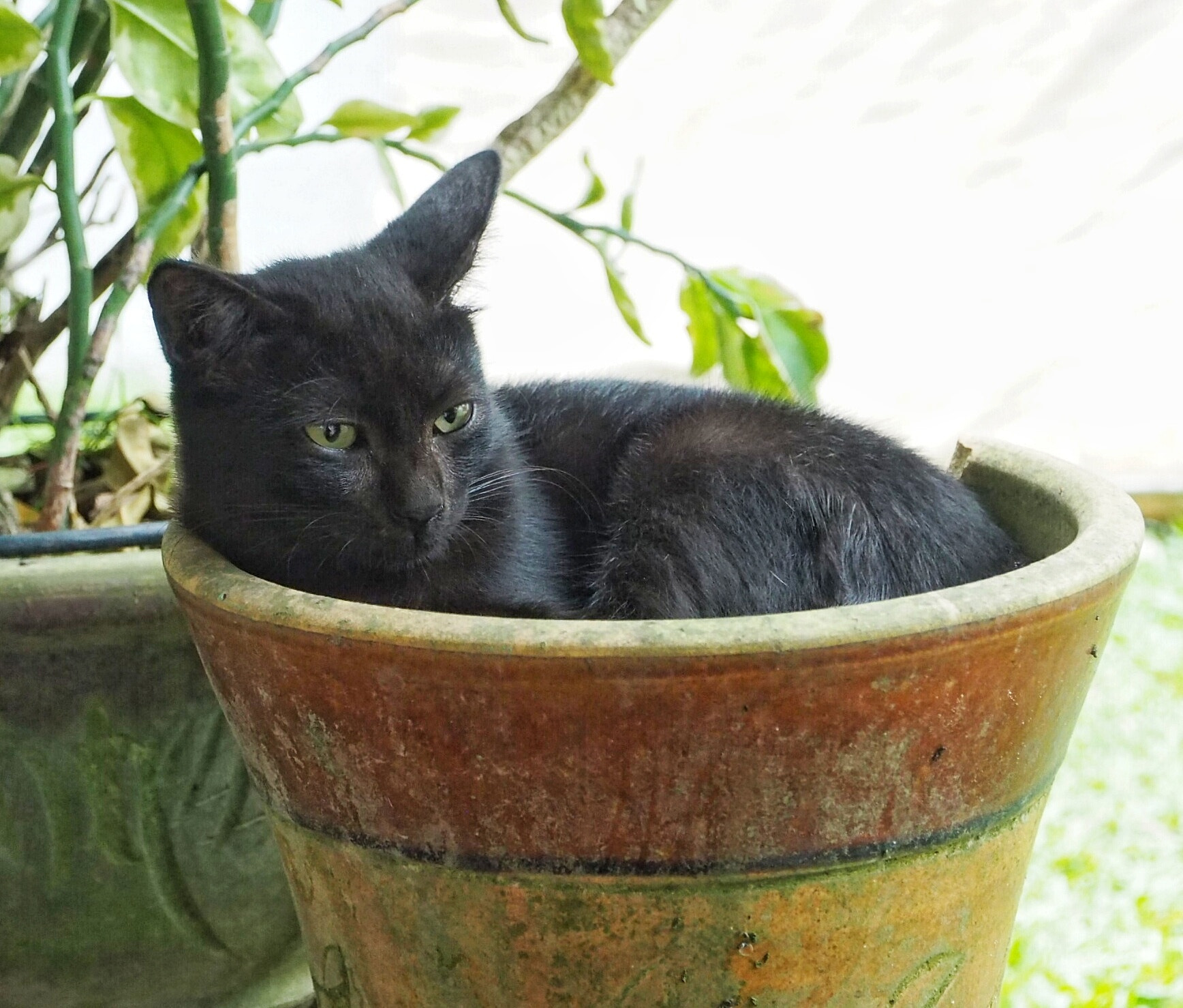Olympus PEN E-PL7 sample photo. Cat in pot. photography