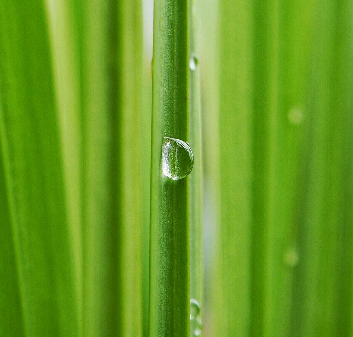 Olympus PEN E-PL7 sample photo. Greens. photography