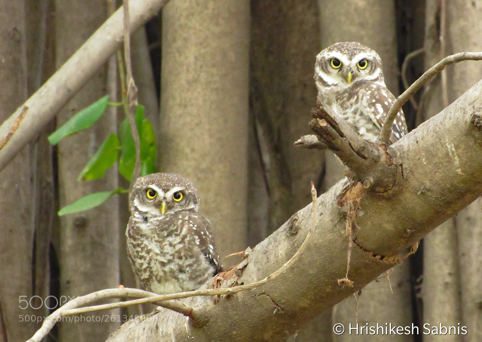 Canon PowerShot SX530 HS sample photo. Owlet pair photography