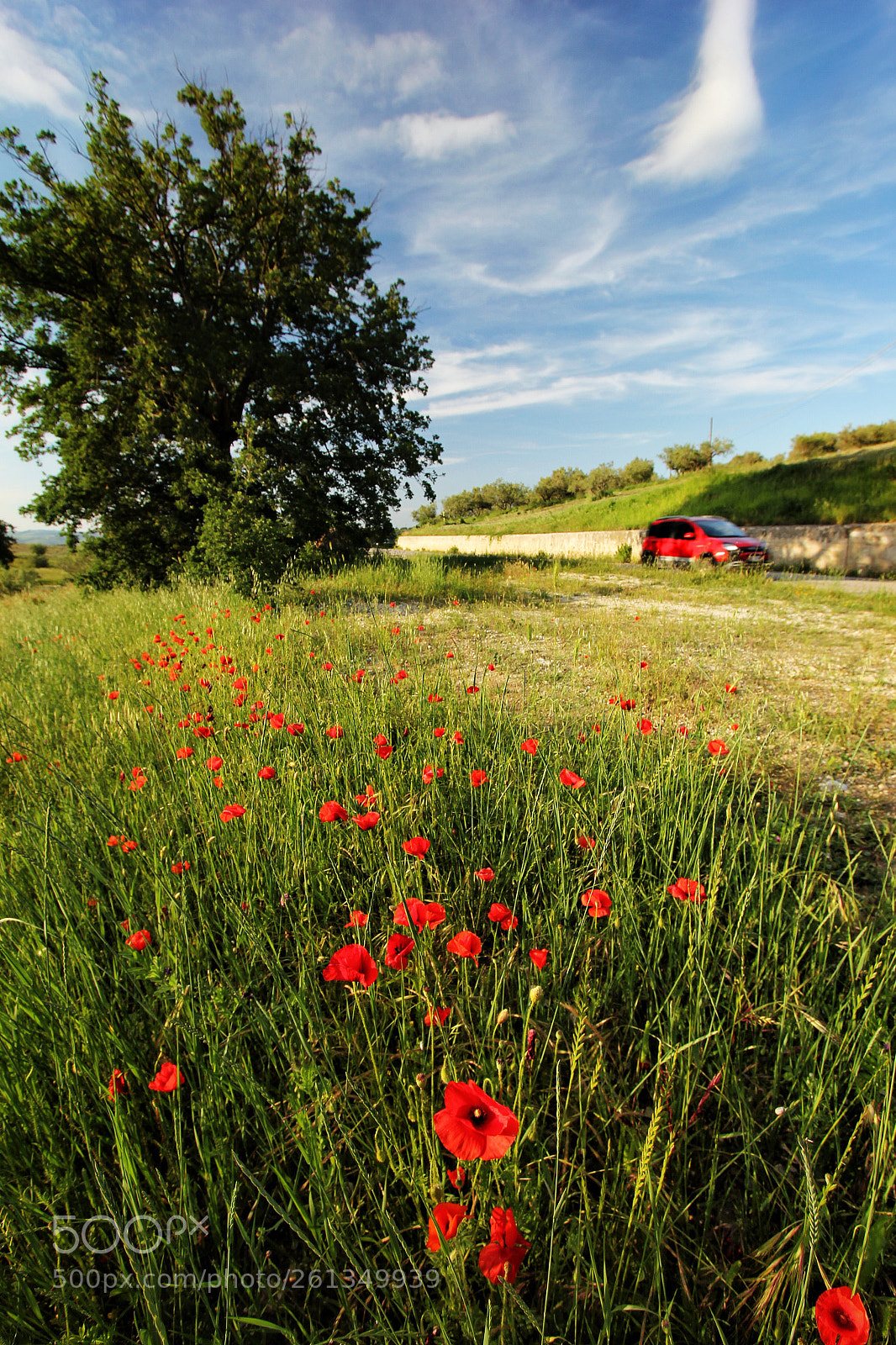 Canon EOS 600D (Rebel EOS T3i / EOS Kiss X5) sample photo. Poppies - casoli photography