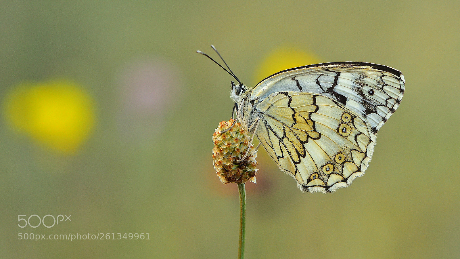Nikon D810 sample photo. Anadolu melikesi /melanargia larissa photography