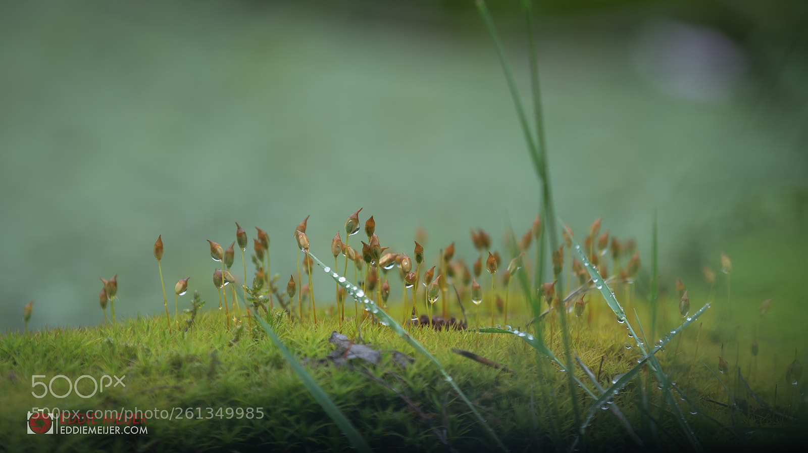 Canon EOS 7D Mark II sample photo. Just some grass photography
