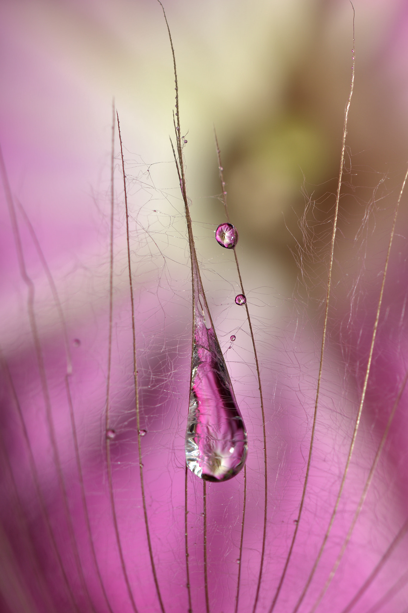 Nikon D500 + Nikon AF-S Micro-Nikkor 105mm F2.8G IF-ED VR sample photo. Tears of dandelion and petunia flower photography