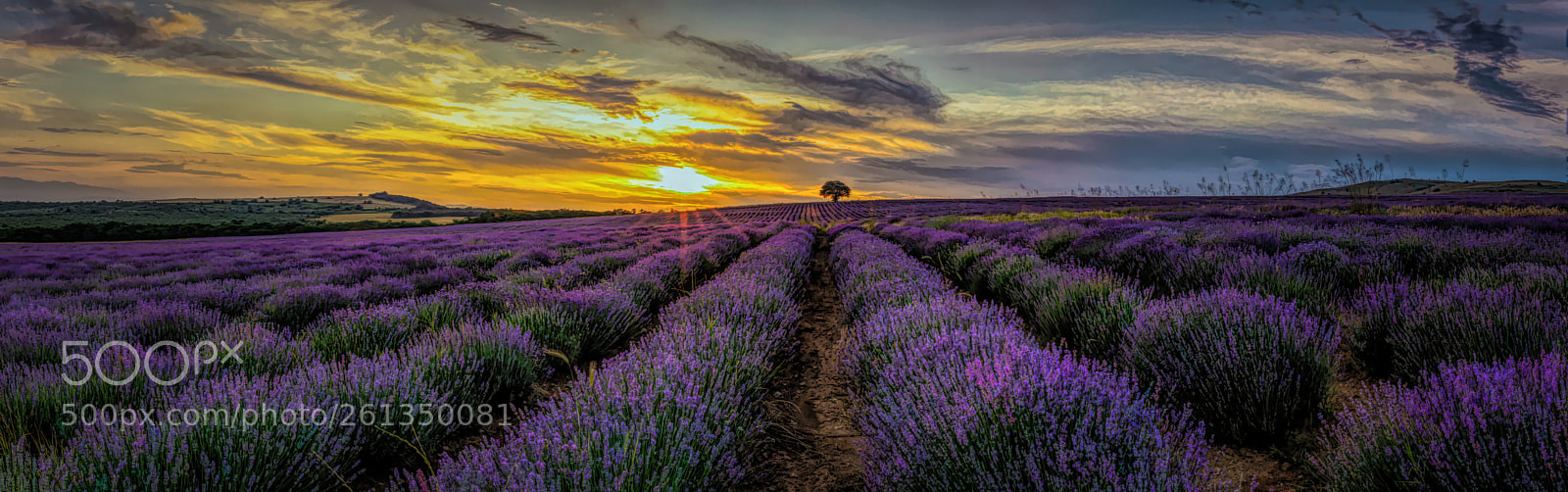 Canon EOS 5D Mark IV sample photo. The lavender fields photography