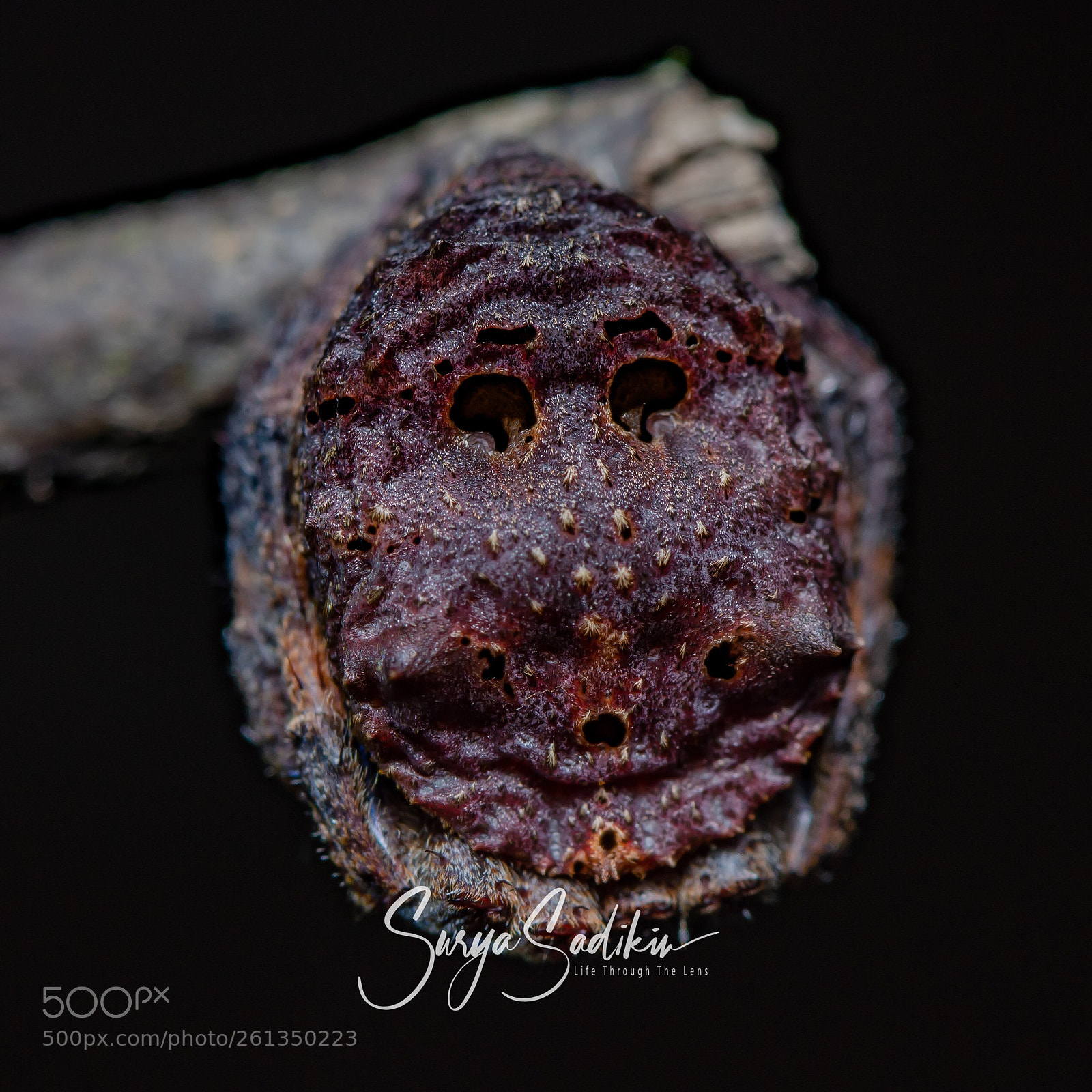 Nikon D7000 sample photo. Tree stump orb weaver photography