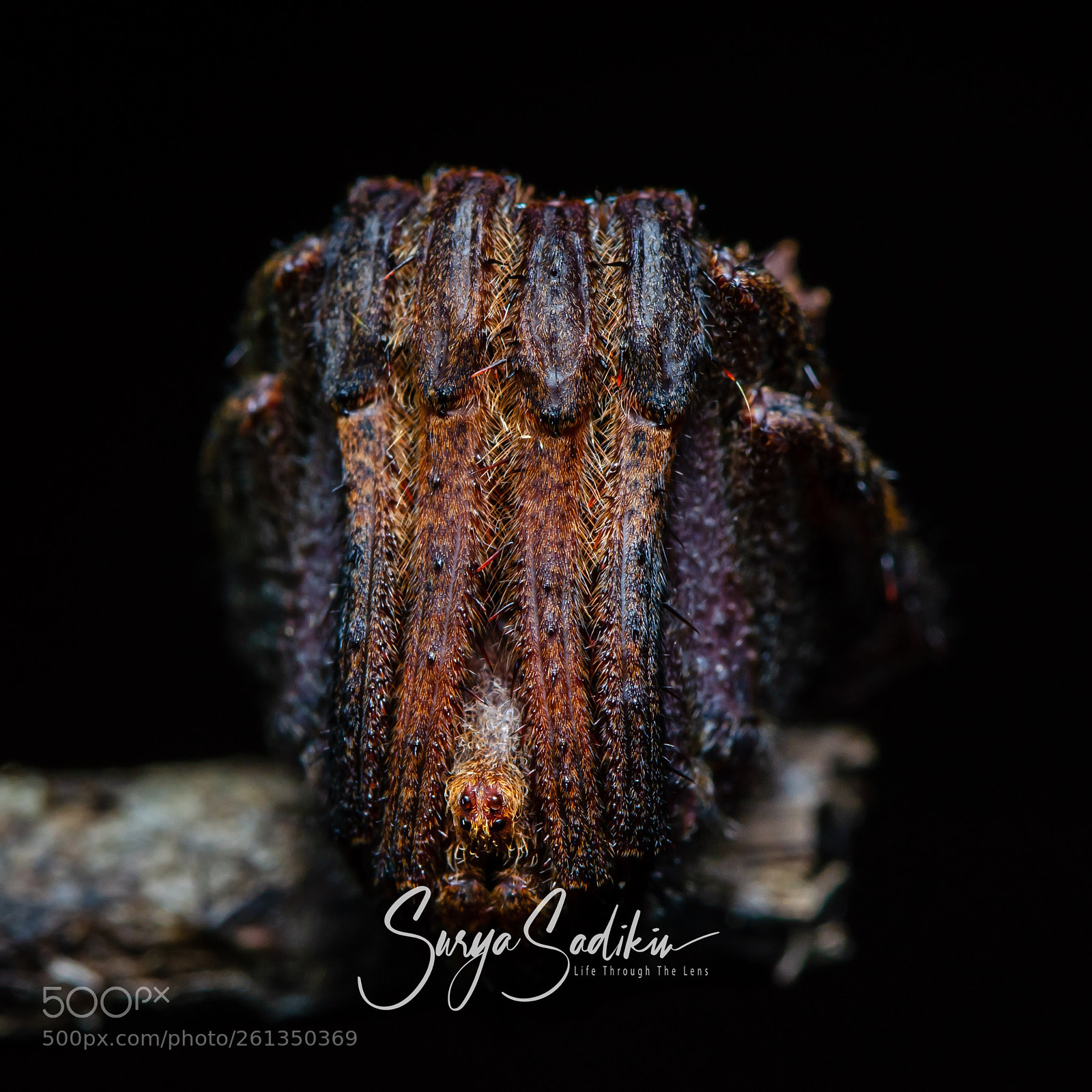 Nikon D7000 sample photo. Tree stump orb weaver photography