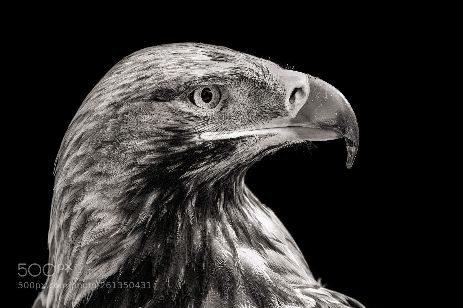 Canon EOS 5D Mark IV sample photo. Eastern imperial eagle photography
